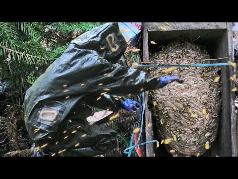 After Only 1 Month of Raising – The Yellow Wasp Nest Has Grown Enough to Harvest