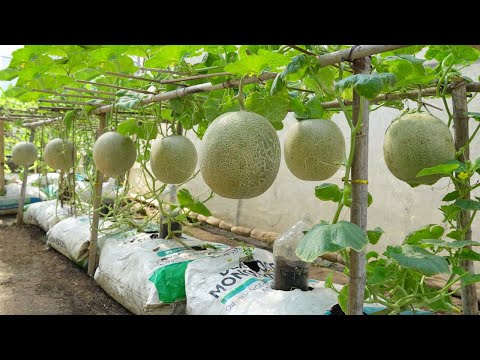 Solution for growing cantaloupe melon for the family at home, the fruit is big, sweet and succulent