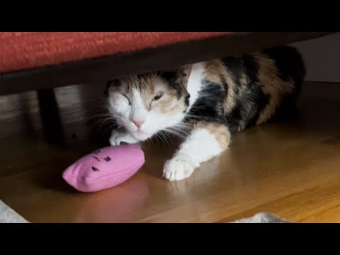 Terrified cat has amazing transformation