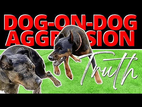 This Dog was Out of Control - Until One Correction Changed Everything