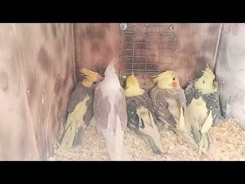 Подготавливаю помещение к летнему сезону. Попугаи корелла. Подготовка попугаев к размножению.