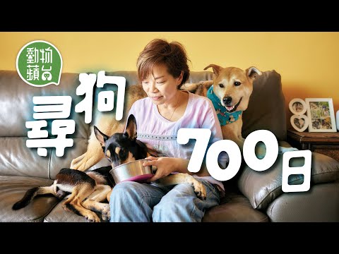 愛狗夫婦尋找失蹤愛犬期間遇瀕死唐狗B  醫生批活不過一歲 夫婦傾力照顧感恩遇上牠 #動物蘋台─果籽 香港 Apple Daily─原刊日期：20210425