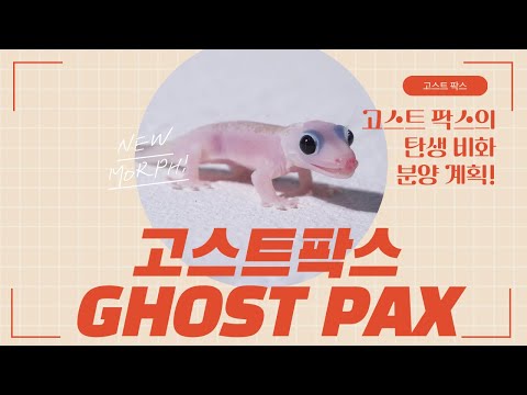 고스트팍스 성장기! 가격, 분양 계획, 자주 물어보시는 질문까지! 크레스티드 게코 신모프 세부 소개합니다. Crested Gecko New Morph 'GHOSTPAX'