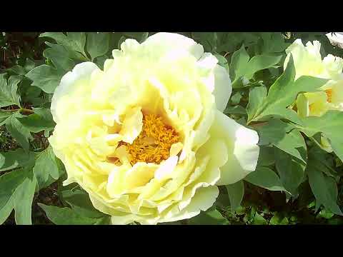 20250524 这几天多伦多美入天际的牡丹来了，今年看个够34