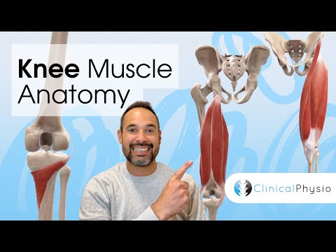 Knee Muscle Anatomy | Expert Physio Guides you through 3D Anatomy Tutorial!