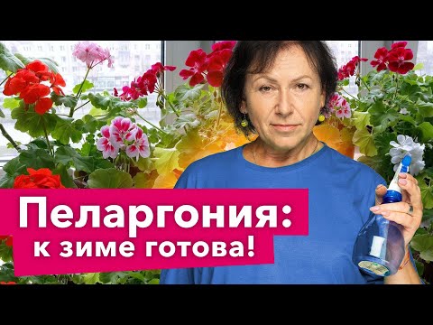 ОБЯЗАТЕЛЬНО СДЕЛАЙТЕ ЭТО С ПЕЛАРГОНИЕЙ ОСЕНЬЮ, чтобы она ушла в зиму здоровой и крепкой