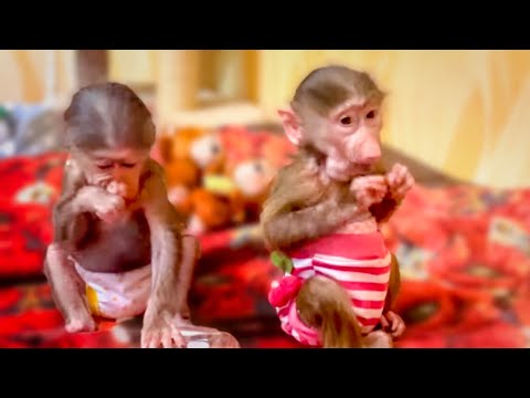 Manyashka just runs after Stepashka with her TAIL, he is the meaning of her life)))