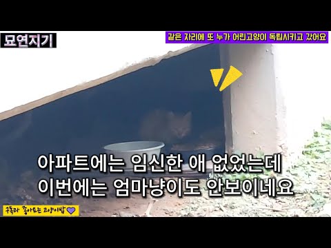 같은 자리에 또 어린고양이 독립시키고 감(이번엔 어미도 안오나봐요) #묘연지기 #고양이 #길냥이