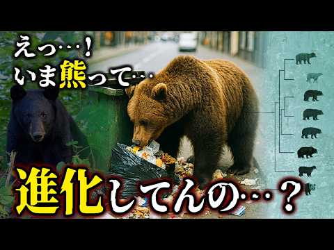 【ゆっくり解説】進化する現代の野獣｜アーバンベアと“熊の未来”【新作＋傑作選３本】
