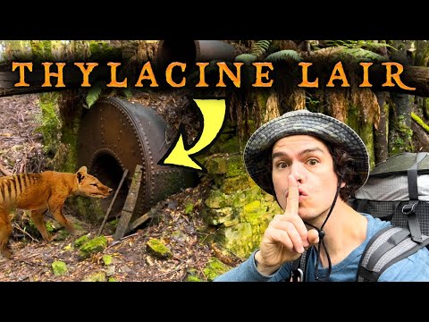 Thylacine Lair Found in Abandoned Mine Site!!