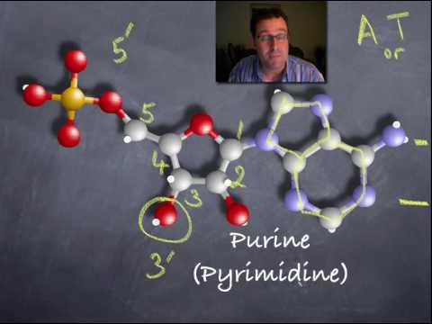5' and 3' ends of DNA.mov