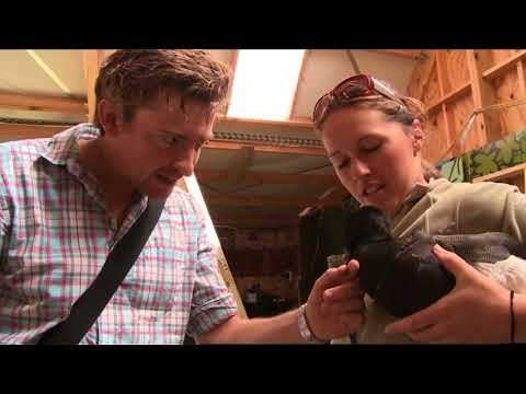 The Birds in Lovebirds (2011)