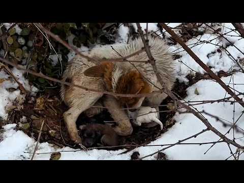 -20°C, she held her newborn baby, shivering with hunger and cold