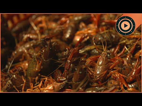 50 Million Kilos a Year: Why THIS State Obsessed with Crawfish