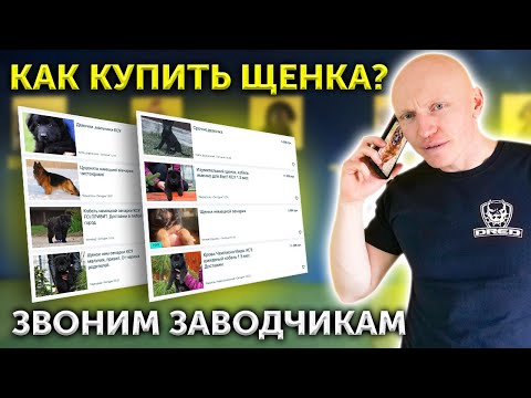 Покупка немецкой овчарки | Как распознать обман | Как купить собаку | Выбор щенка через интернет