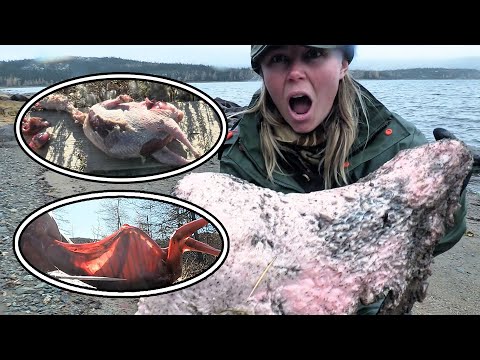 The Survival Expert Hunted Grouse And Wild Rabbits In The Wild, Easily Achieving Meat Independence.