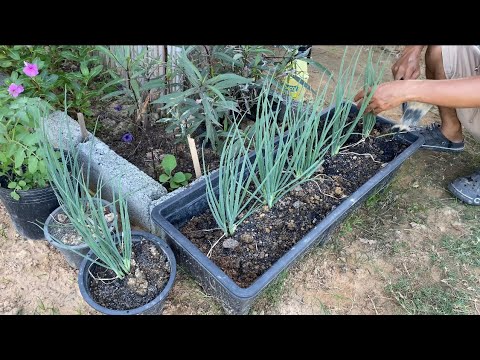 Life in the village: gardening and planting vegetables for my family.#gardening #farming #garden 