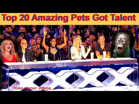 Best Top 20 Amazing Pet Animals Got Talent Auditions! This Video Has No Dislikes! Golden Dogs Cats!