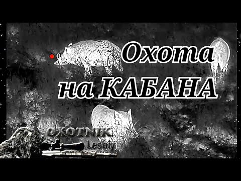 Два КАБАНА остались лежать на поле