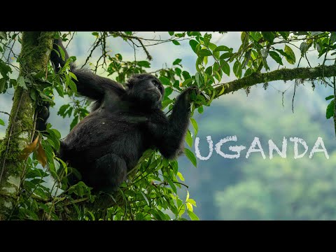 Uganda Be Kidding Me : My Wildlife Photography Safari for Gorillas