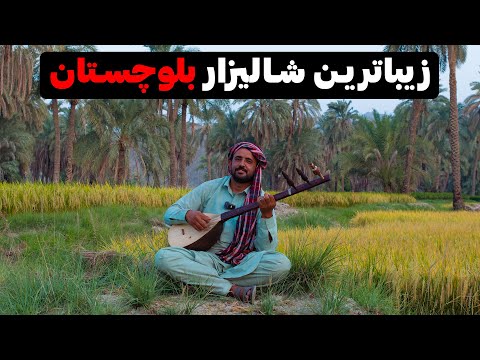 Baluchistan Iran - برداشت برنج با ساز و آواز بلوچی