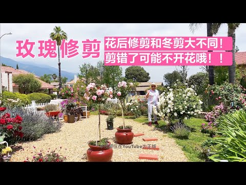 玫瑰修剪，居然很多人把花后修剪和冬剪搞混（园艺篇233）
