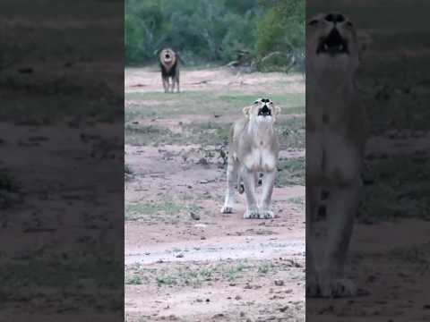 Lioness Leads the Roar