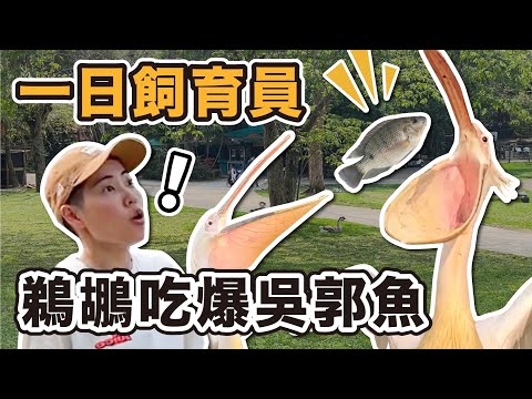鵜鶘可以飼養?鵜鶘真的什麼都可以吞?歡樂的一日飼育員~又是被動物包圍的一天!
