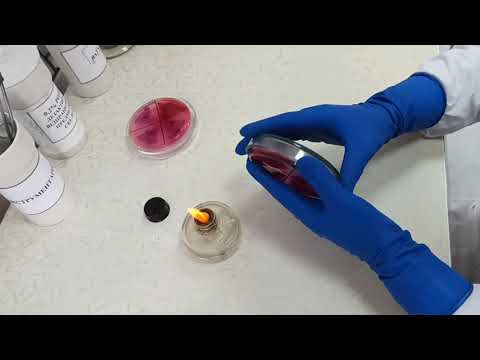 СМЫВЫ НА БГКП, санитарный контроль