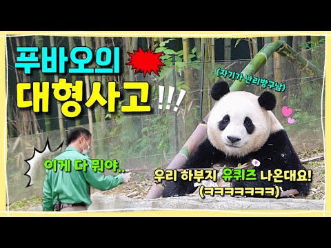 [ep.178] 우리 푸바오 “대형사고” 쳤대요!!💥💥유퀴즈는 할부지가 나갔는데 자기가 신나서 난리방구침ㅋㅋㅋㅋ/ 할부지 눈에서 꿀이 뚝뚝💕/ 에버랜드 판다월드