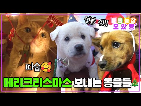 [#모았동물농장] 메리 크리스마스~🎅 동물들과 함께 따뜻하고 행복한 크리스마스 보내기🎄 #TV동물농장 #AnimalFarm #SBSstory
