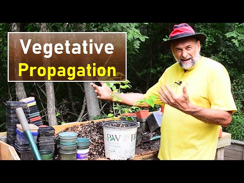 Plant Propagation with a Focus on Cuttings