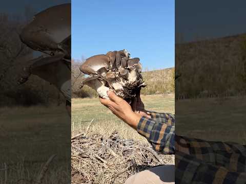 Wooden House and Mushroom