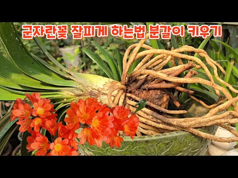 #Gunja orchid #3 ways to make it bloom well #Repotting #Growing soil mix