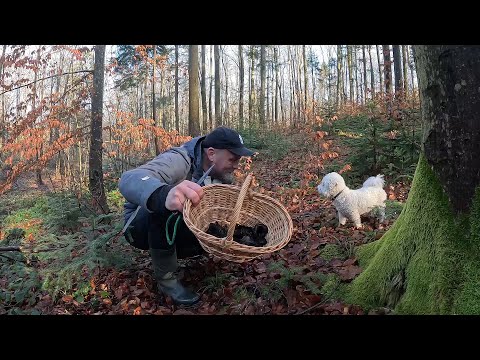 FOLLOWING THE BLACK FOX INTO THE BLACK FOREST!
