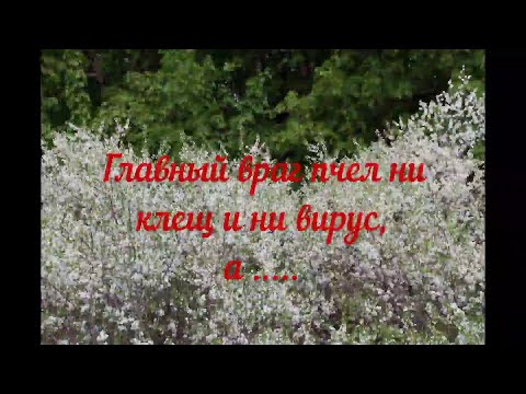 Главный враг пчел ни клещ и ни вирус, а ...