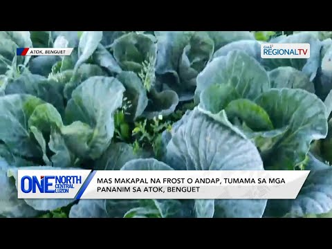Mas makapal na frost o andap, tumama sa mga pananim sa Atok, Benguet | One North Central Luzon
