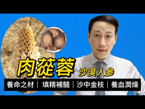 肉蓯蓉，為何是補腎壯陽方的常客？補益功效有何獨特之處？有沙漠寄生植物的屬性？