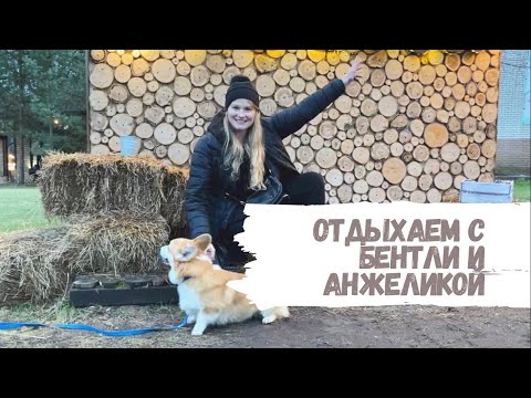 В отель с собакой? Бентли испугался павлина. Малыш впервые в бассейне. Фореста фестиваль парк.