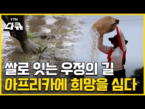 대륙에 심는 희망…아프리카 살리는 K-농업 / #YTN다큐