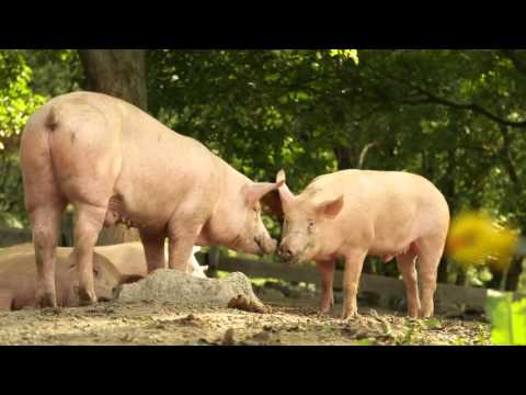 Valle d'Aosta Lard d'Arnad DOP - Official Video - ENG