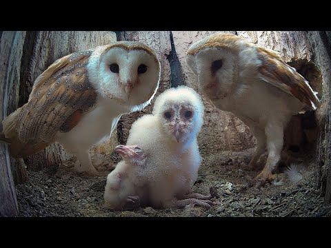 Barn Owls' Struggle to Raise Autumn Owlets | Gylfie & Dryer | Full Story | Robert E Fuller