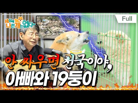 [Full] 세상에 나쁜 개는 없다 - 안 싸우면 천국이야, 아빠와 19둥이