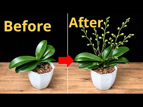 This Orchid Bloomed Again After Years — Here’s What I Did