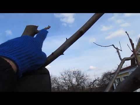 9 ПРИМЕРОВ ОБРЕЗКИ основных плодовых культур.