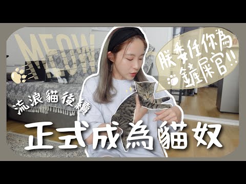 家裏多了一位新家庭成員!! 決定收養流浪小貓+和啤梨相處融洽嗎??길냥이 가족이 되었습니다
