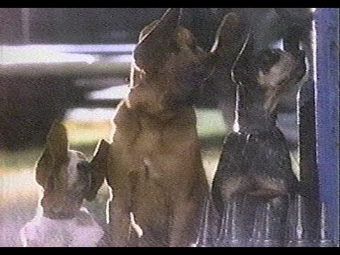 1990 Mercury Cougar "Top Dog Is Now a Cat" dogs react TV ad