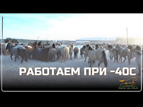 Ранчо на Урале. Перегнали табун лошадей в хозяйство/ Мороз жгёт но работать надо/ Будни фермера