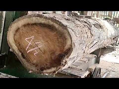 See the techniques and skills of sawing teak wood quickly