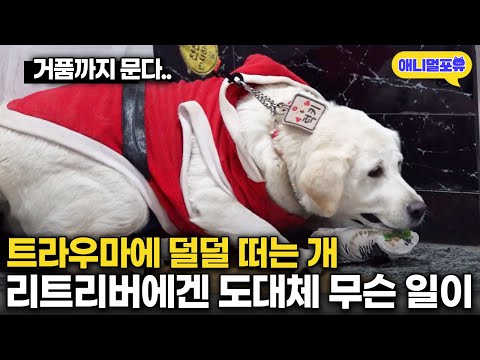 안락사 직전 데려온 리트리버, 도대체 무슨 일이 있었던 걸까 I KBS 개는 훌륭하다 230116 방송